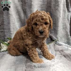 Mary, Mini Goldendoodle Puppy